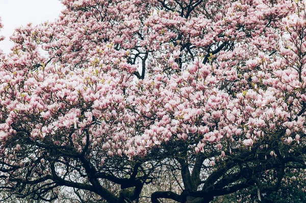 Árbol Magnolia Rosa con Flores Florecientes durante la Primavera — Foto de Stock