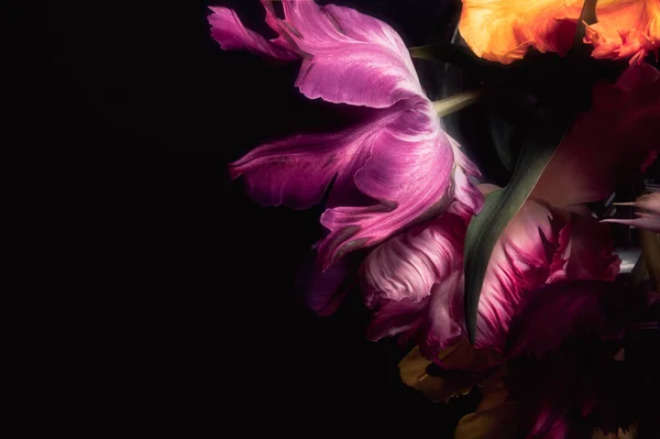 Papağan Tarzı Laleleri