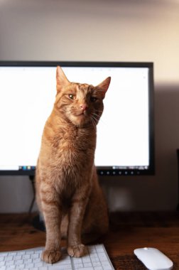 Tatlı kızıl kedi yatakta uyuyor.