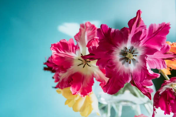 Кучка тюльпанов в стиле попугая Стоковое Изображение