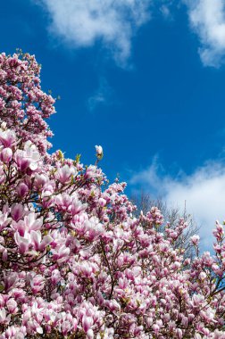 Baharda Çiçekli Pembe Manolya Ağacı