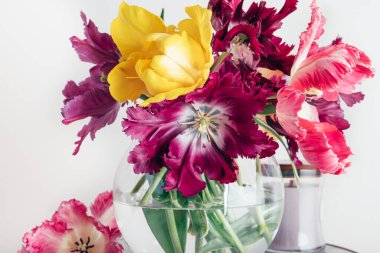 Papağan Tarzı Laleleri