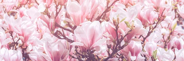Pink Magnolia Tree with Blooming Flowers during Springtime — Stock Photo, Image
