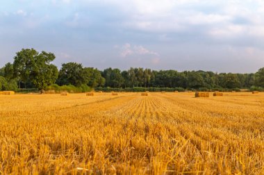 altın buğday alanları