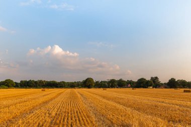 altın buğday alanları