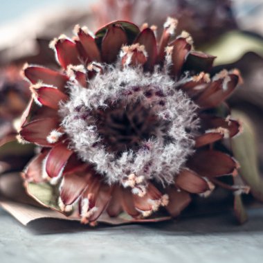 Kuru protea çiçekler