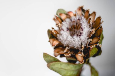 Kuru protea çiçekler