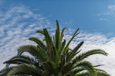 Palmiye ağaçları, yaz arkaplanı