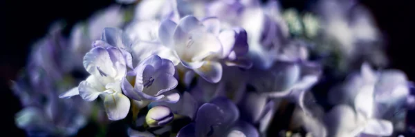Букет цветов фрезии — стоковое фото