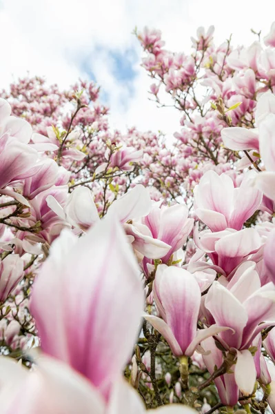 Árbol Magnolia Rosa con Flores Florecientes durante la Primavera — Foto de Stock