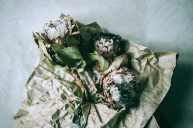 Kuru protea çiçekler