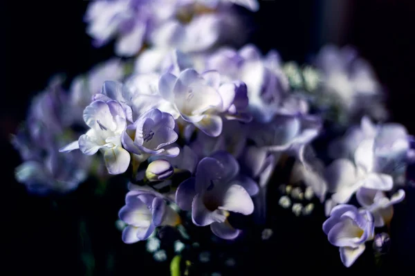 Букет цветов фрезии — стоковое фото