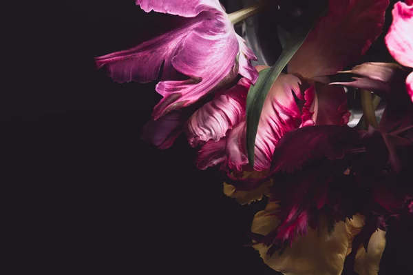 Кучка тюльпанов в стиле попугая Стоковое Фото