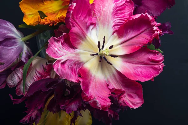 Papağan Tarzı Laleleri