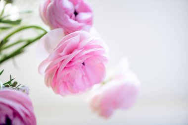 Yumuşak ranunculus çiçekleri