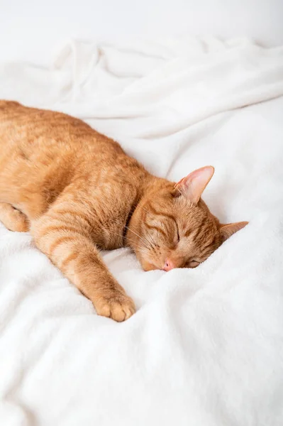 Tatlı kızıl kedi yatakta uyuyor. — Stok fotoğraf