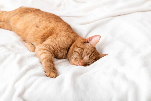 Χαριτωμένη κοκκινομάλλα γάτα κοιμάται στο κρεβάτι — Φωτογραφία Αρχείου