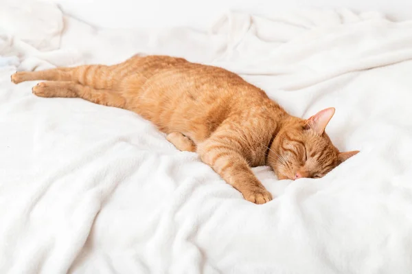 Lindo jengibre gato duerme en la cama — Foto de Stock