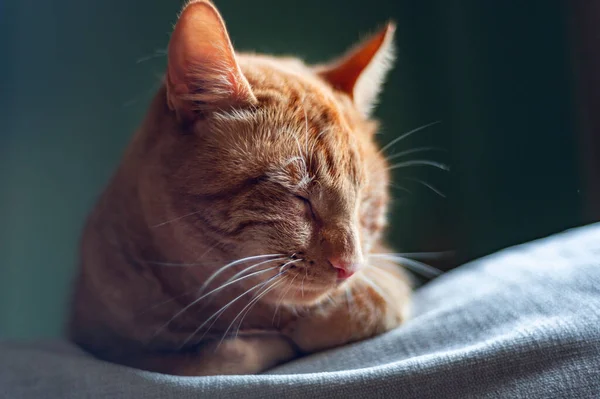 Süße Ingwerkatze aus nächster Nähe — Stockfoto