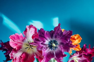 Papağan Tarzı Laleleri