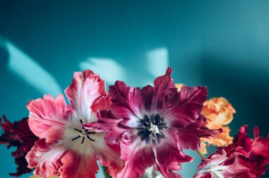 Papağan Tarzı Laleleri