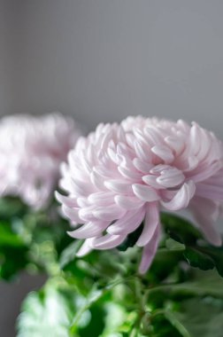 pembe kasımpatı çiçekleri