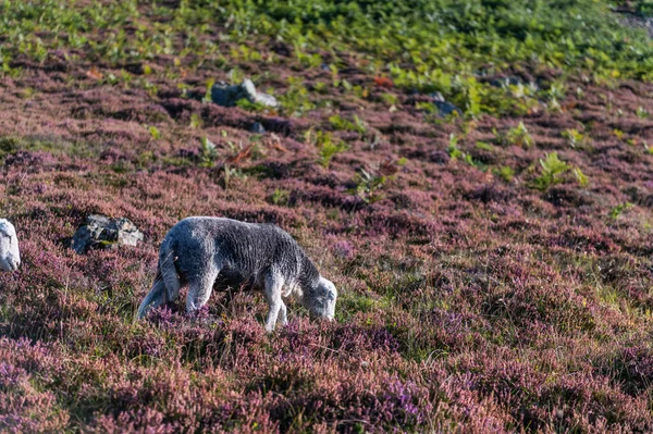 Schapen in heidevelden — Stockfoto