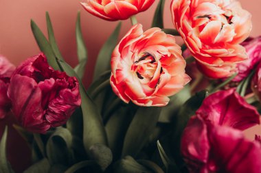 Şakayık Biçimli Laleler