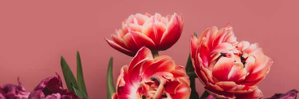 Ein Bündel Tulpen im Stil der Pfingstrose — Stockfoto