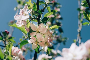 Çiçekli elma ağacı pembe çiçekler ve taze yeşil yapraklar ilkbaharda güneşli bir günde mavi gökyüzüne karşı. Doğada yakın çekim makrosu..