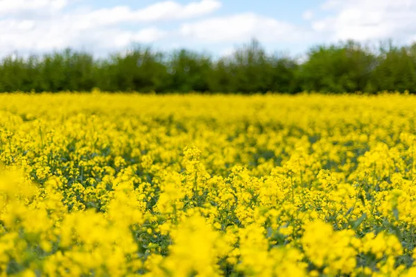 Campos de colza durante a primavera — Fotografia de Stock