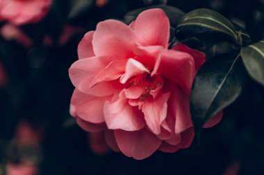 Güzel Pembe Evergreen Kamelya Ağacı ve Blooming Flowers İngiltere 'nin İngiliz Bahçesi' nde bahar zamanı. Bahar çiçeği arkaplanı
