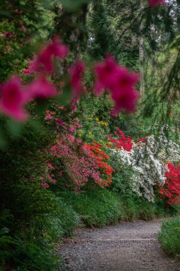 Baharda çiçek açan ağaçları olan güzel bir bahçe.