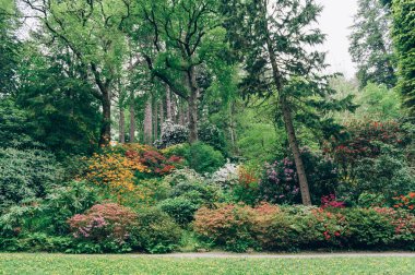 Baharda çiçek açan ağaçlarla dolu bir bahçe