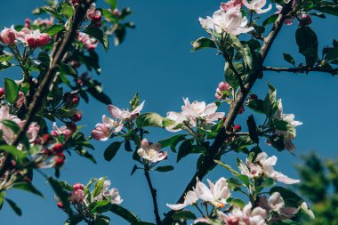 Çiçek açan elma ağacı