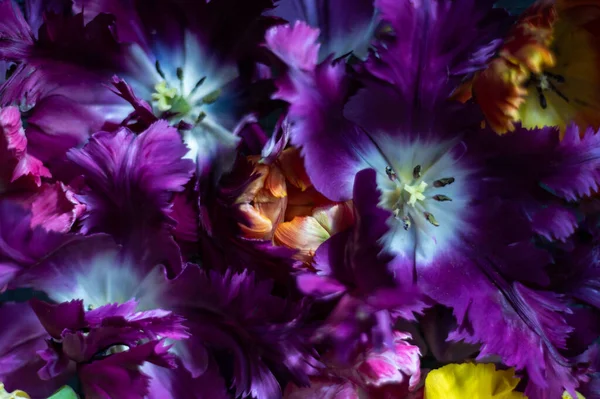 Papağan Tarzı Laleleri