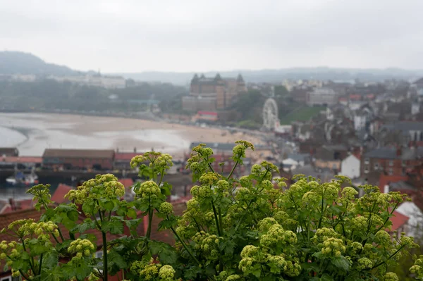 Scarborough Güney Körfezi Sahili