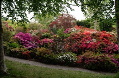 Baharda çiçek açan ağaçlarla dolu bir bahçe