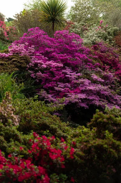 Baharda çiçek açan ağaçlarla dolu bir bahçe