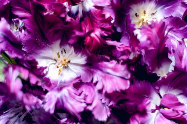 Papağan Tarzı Laleleri