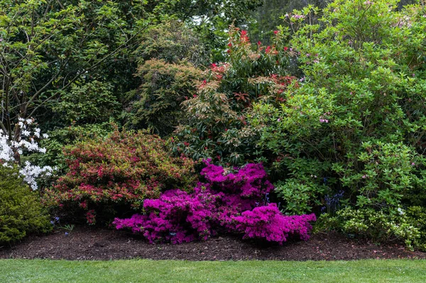 Jardin avec des arbres en fleurs au printemps — Photo