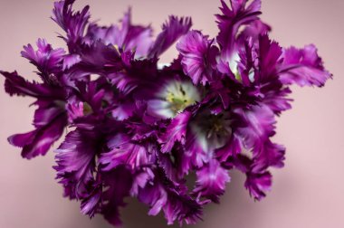 Papağan Tarzı Laleleri