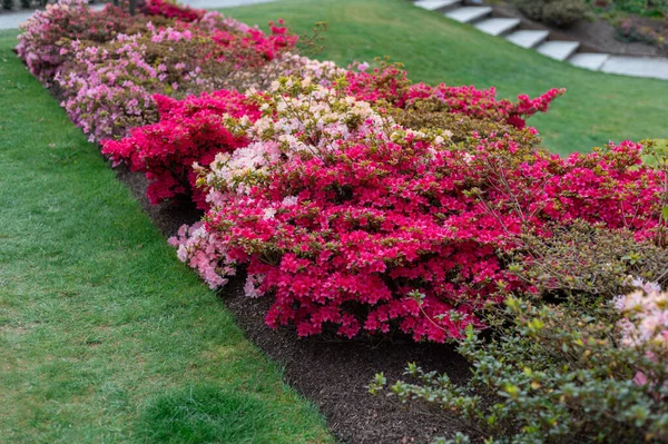 Baharda çiçek açan ağaçlarla dolu bir bahçe