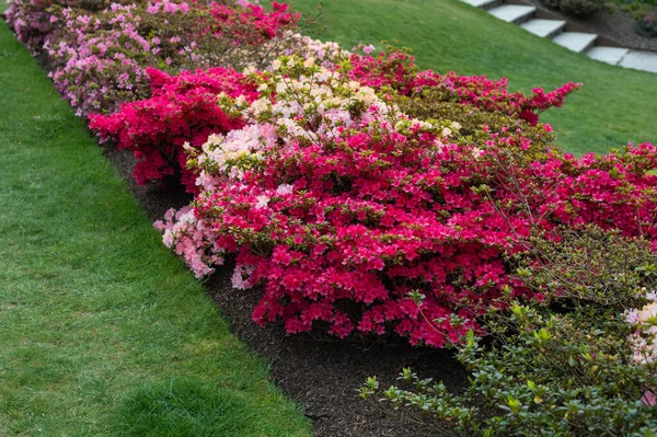 Baharda çiçek açan ağaçlarla dolu bir bahçe