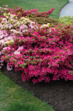 Baharda çiçek açan ağaçlarla dolu bir bahçe