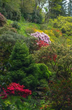 Baharda çiçek açan ağaçlarla dolu bir bahçe