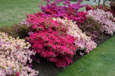 Baharda çiçek açan ağaçlarla dolu bir bahçe