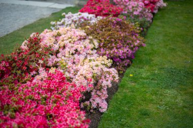 Baharda çiçek açan ağaçlarla dolu bir bahçe