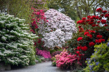 Baharda çiçek açan ağaçlarla dolu bir bahçe