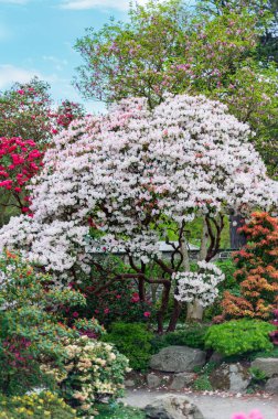 Baharda çiçek açan ağaçlarla dolu bir bahçe